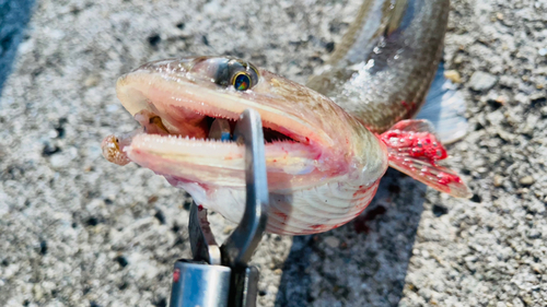 エソの釣果