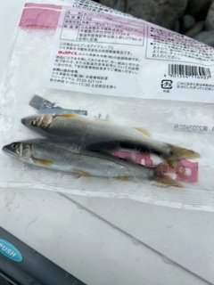 アユの釣果