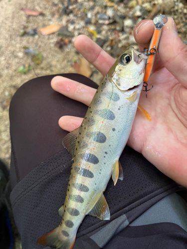 ニッコウイワナの釣果