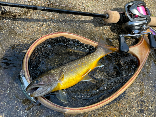 イワナの釣果