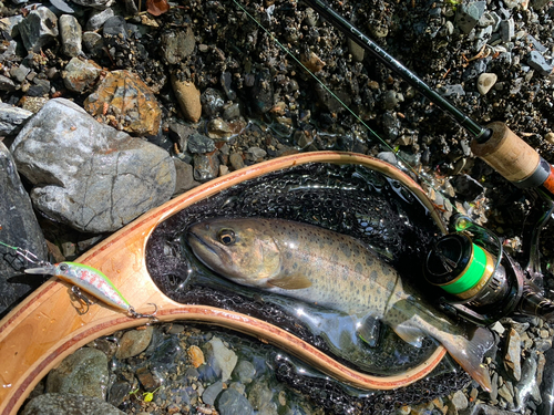 イワナの釣果