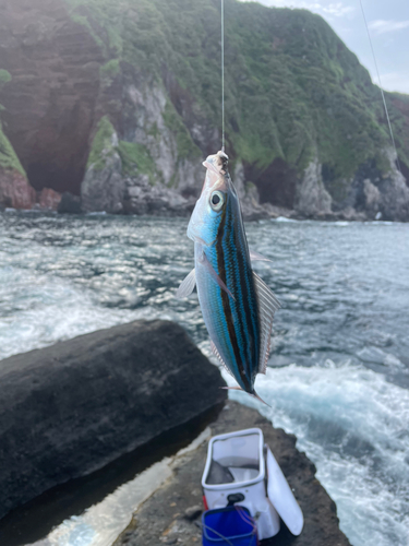 グルクンの釣果