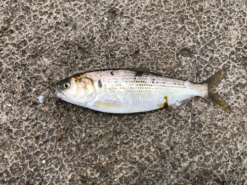 コノシロの釣果