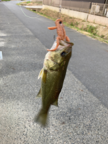 ブラックバスの釣果