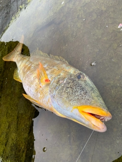 ムネアカクチビの釣果