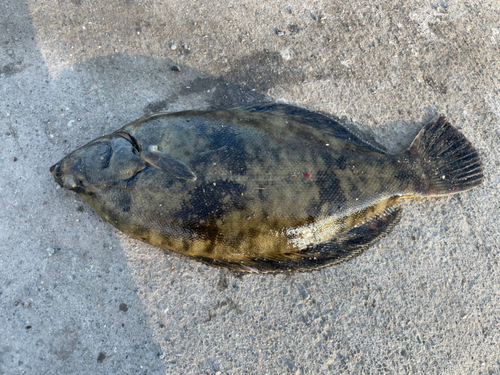 クロガシラガレイの釣果