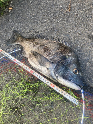 チヌの釣果