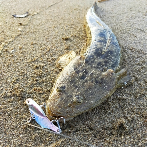 マゴチの釣果