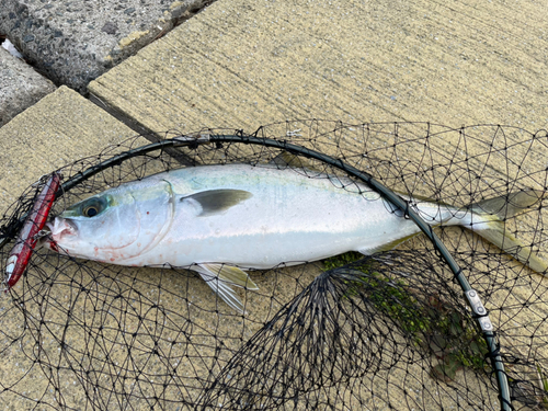 ハマチの釣果