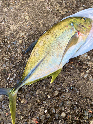 オニヒラアジの釣果