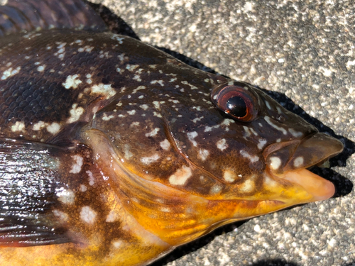 クジメの釣果