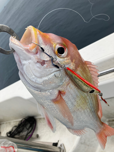 レンコダイの釣果