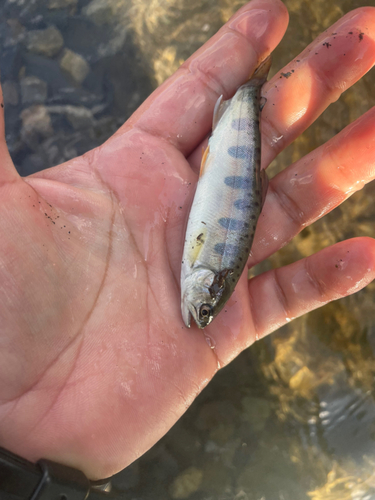 アマゴの釣果