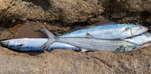 サワラの釣果