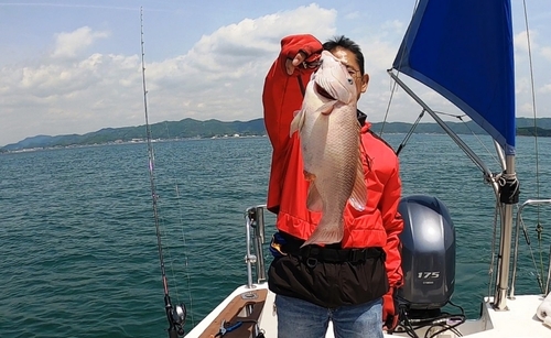 コブダイの釣果