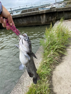 アメリカナマズの釣果