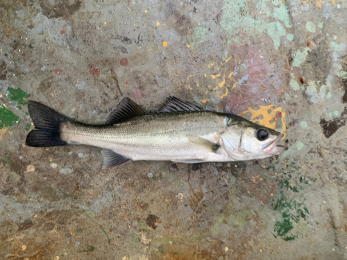 セイゴ（マルスズキ）の釣果