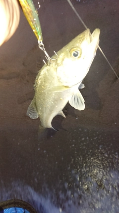 セイゴ（マルスズキ）の釣果