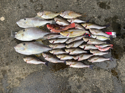 カンパチの釣果