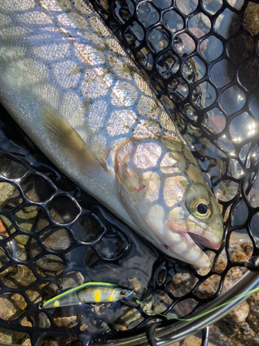 ニジマスの釣果