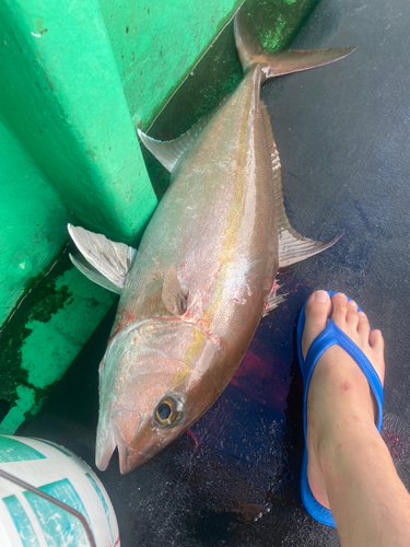 カンパチの釣果