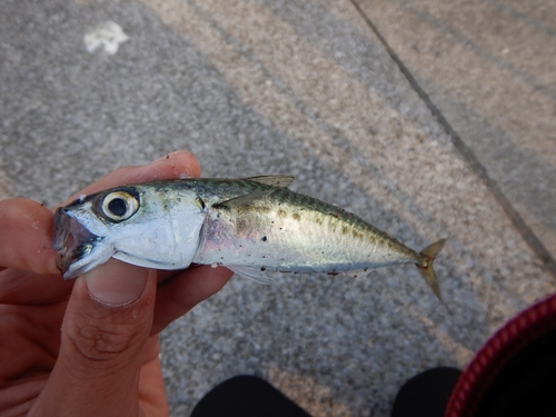 サバの釣果