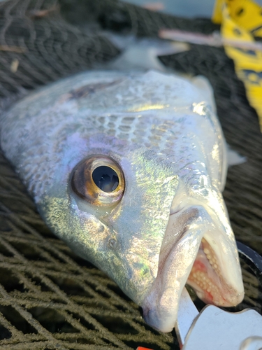 キビレの釣果