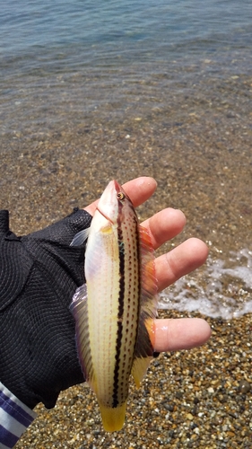 キュウセンの釣果