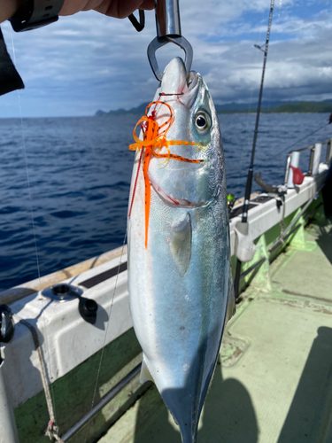 ツバスの釣果