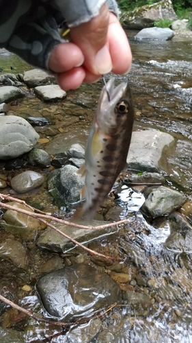 ヤマメの釣果