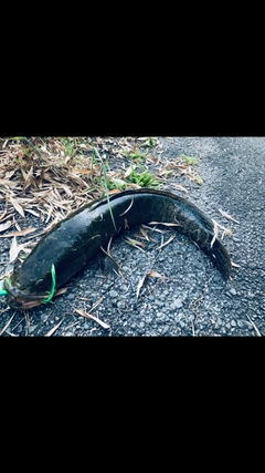 ライギョの釣果