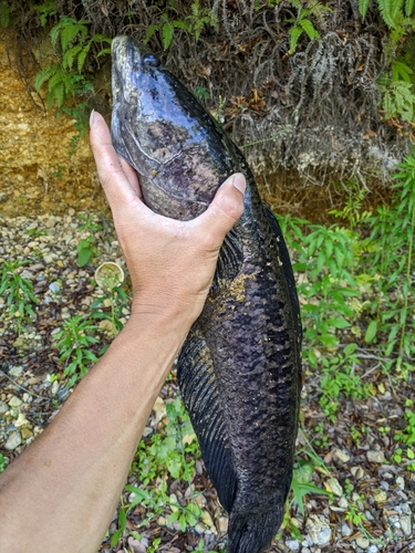 ライギョの釣果