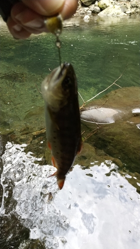 ヤマメの釣果