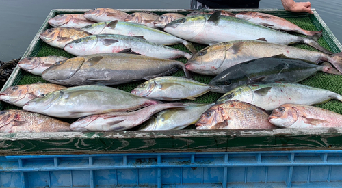 カンパチの釣果