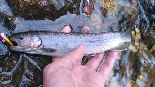 イワナの釣果