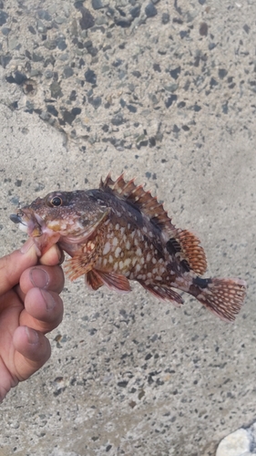 カサゴの釣果