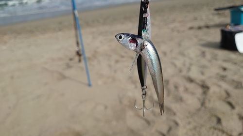 イワシの釣果