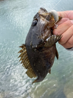 タケノコメバルの釣果