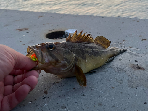 シマソイの釣果