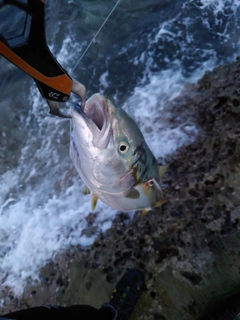 ワラサの釣果