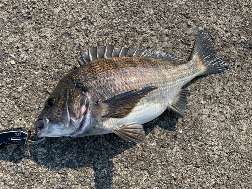 チヌの釣果