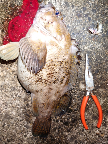 オウゴンムラソイの釣果