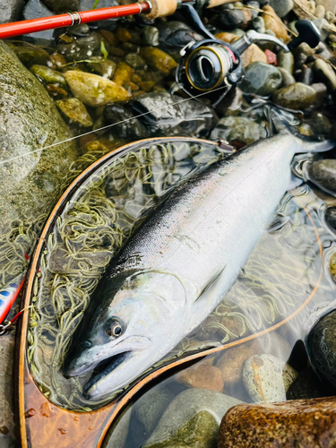 ヤマメの釣果