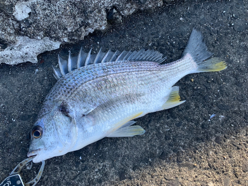 キビレの釣果