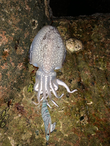 シリヤケイカの釣果