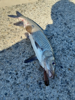 ニゴイの釣果