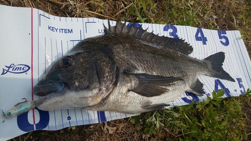 チヌの釣果