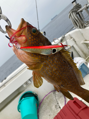 アコウの釣果