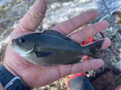 メジナの釣果