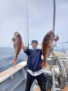 マダイの釣果